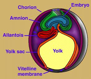 Function of Embryonic Membranes Yolk Sac Food Amnion Protection Chorion