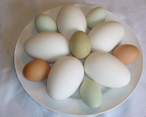 What s the Difference between White and Brown Eggs?