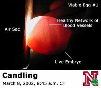 Candling Candle eggs every