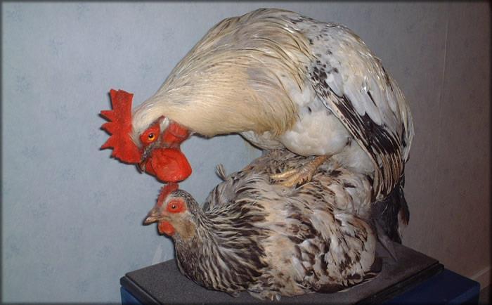 The Fertilization Process A rooster is placed in an enclosed area with about 10 hens