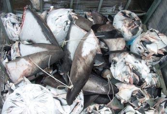LEFT: A bag of shark fins illegally removed from living sharks.