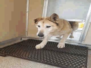 INTAKE 6 Gizmo - 2 Years Old Male 05/05/16 05/05/16 GIVE IN A256305