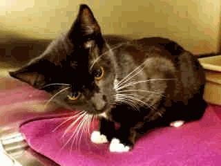 Blackball - 2 Years Old Female STRAY WAIT A256271 STRAY FE01 A256299 - No Age Old UNAVAIL