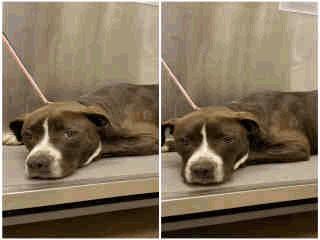 A255714 Black Pit Bull ADOPT Z-17 Lowe - 2 Years Old Male