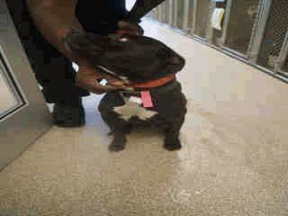 Old Female 03/07/16 03/14/16 AVAILABLE A255475 Black/White Pit