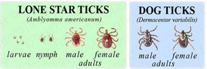 Ticks in Bullitt County: How to Keep Your Family Safe When we spend time outdoors, we know we need to take special precautions, such as wearing sunscreen.