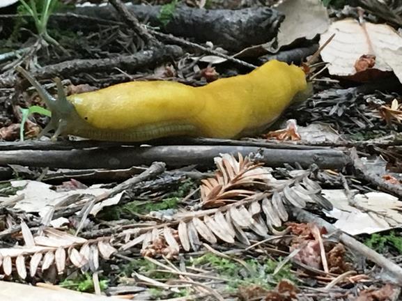 And, if you happen to spot a banana slug, there will be little doubt you ve found one,