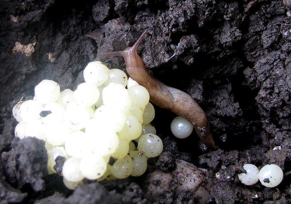The baby banana slugs hatch within a month or two, and usually are fully mature a few months later.