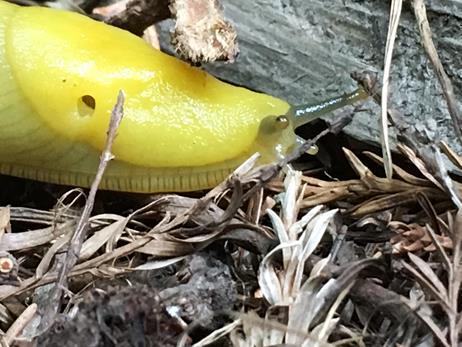 To conclude..... Banana slugs are amazing creatures.