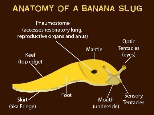 Banana Slugs are a type of mollusk - - invertebrate animals with a mantle, radula, and the structure of a nervous system - - from the word mollis, meaning soft.