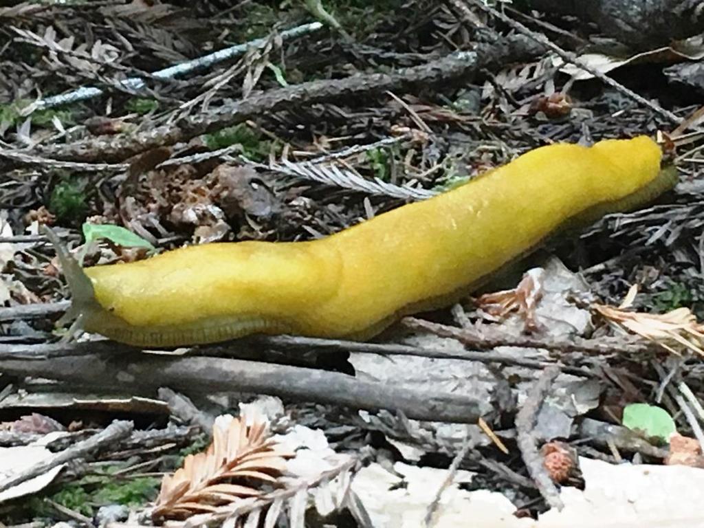 Specifically, banana slugs are shell-less gastropod mollusks that belong to the genus Ariolomax.