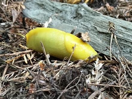 If you really want to find banana slugs, it is best to search at night, since