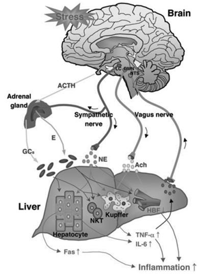Stress hormones Physiological levels of glucocorticoids, epinephrine, and norepinephrine may promote liver inflammation Handling stress induces