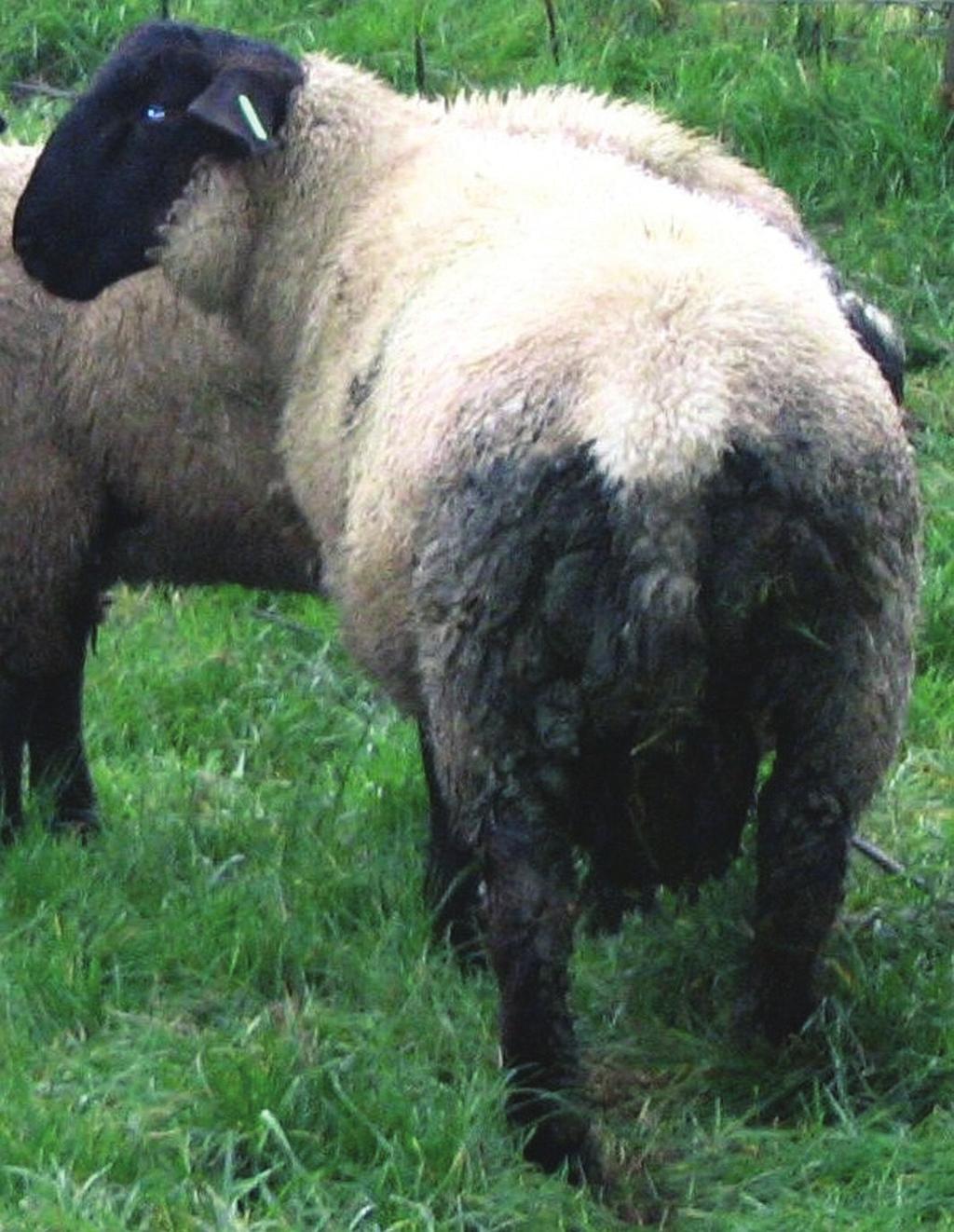 Fig 4: This Suffolk ram lamb has extensive faecal soiling and so is at increased risk of breech strike at a risk time of year strike incidence (Smith and Wall 1998) and oviposition will occur only on