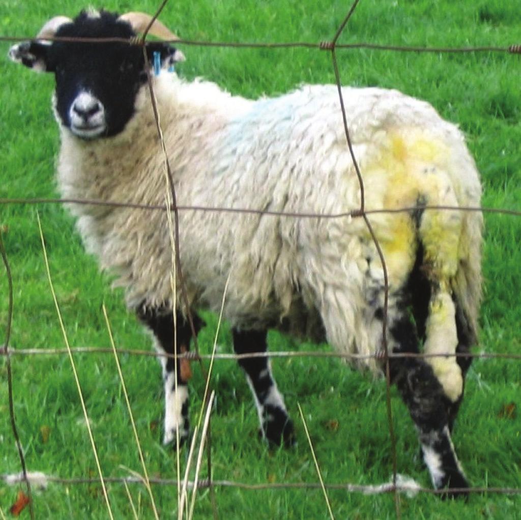 However, for lambs, their wool grows, increasing susceptibility, and they begin to scour as they ingest increasingly large nematode burdens.
