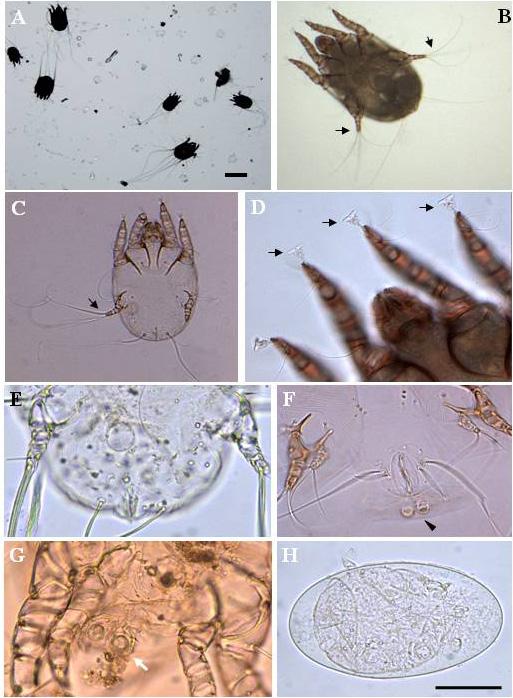 Figure 2. Microscopic examination of the causative non-burrowing mite Caparinia tripilis.