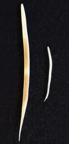4.g. Pinworm (Oxyuris equi) The equine pinworm Oxyuris equi (Figs. 14a, 14b and 15) has been reported as a common horse parasite in Europe.