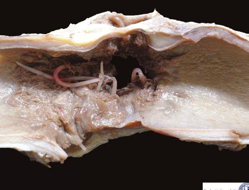 In the past, S. vulgaris, the horse killer, has received most attention due to the clinical syndrome of thromboembolic colic caused by larvae migrating to the cranial mesenteric artery (Fig. 9).