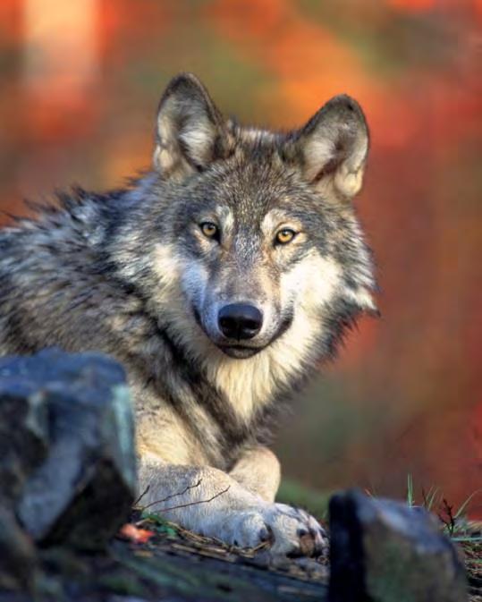 Review of Proposed Rule Regarding Status of the Wolf Under the