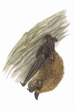 Northern Long eared Myotis (Myotis septentrionalis) ORDER: Chiroptera FAMILY: Vespertilionidae Although the northern long eared myotis is common and widespread, much remains to be learned about its