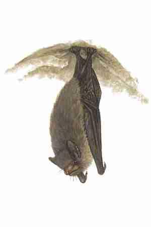 Indiana Bat (Myotis sodalis) ORDER: Chiroptera FAMILY: Vespertilionidae Conservation Status: Endangered. Indiana bats hibernate in caves in extraordinarily dense clusters.