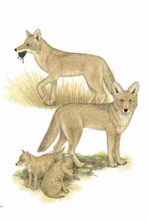 Coyote (Canis latrans) ORDER: Carnivora FAMILY: Canidae Coyotes are among the most adaptable mammals in North America.
