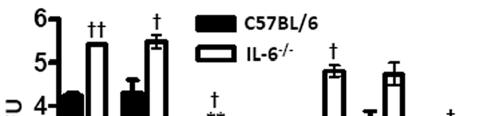120 inoculation (Fig. 6.4). Although IL-6 -/- mice had higher and more sustained numbers of B. pertussis (Fig. 6.2), they generated much lower antibody titers, indicating that IL-6 contributes to the generation of B.