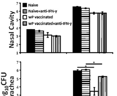 48 In the vaccination studies above (Fig. 3.1, 3.2), protection against B. parapertussis correlates with the high IFN-γ responses of wp but not ap vaccinated animals (Fig. 3.3).