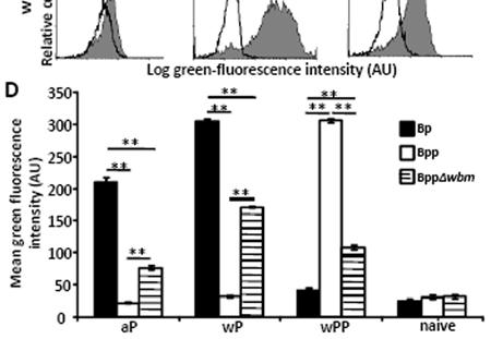 50 Figure 3.6: O-antigen decreases the opsonization of B. parapertussis by B. pertussis vaccine-induced antibodies.