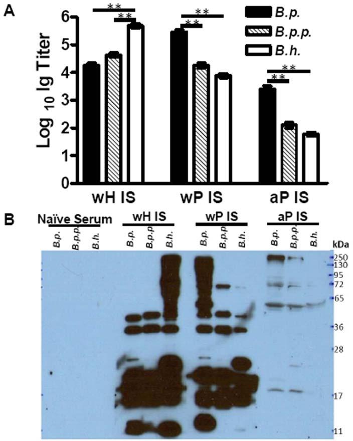 B. pertussis-specific Ig titer of wp- and ap-induced 71 serum antibodies were 290,000 and 2,500, respectively. wp- and ap-induced antibodies bind less well to B. parapertussis (Fig. 4.