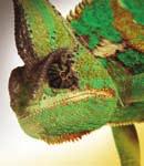 Yemen Chameleons have adapted well to captivity and although they do have specific requirements they are a very easy species to keep.