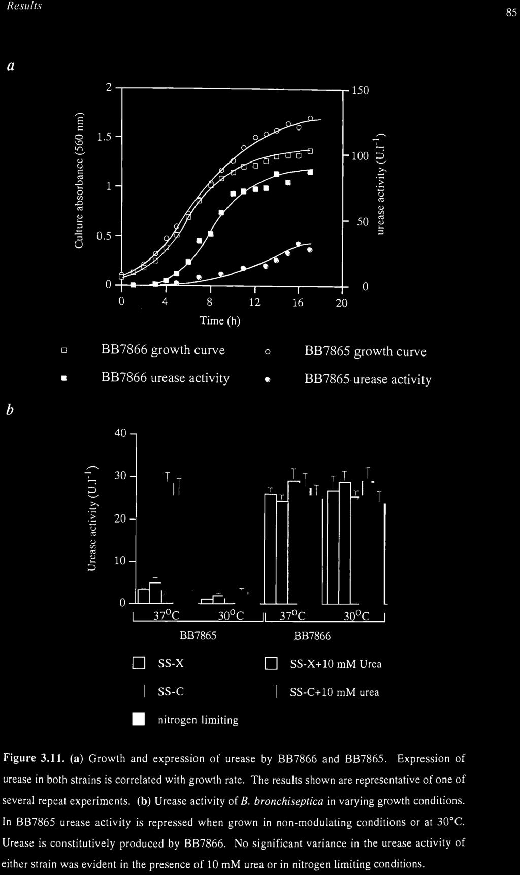 11. (a) Growth and expression of urease by BB7866 and BB7865. Expression of urease in both strains is correlated with growth rate.