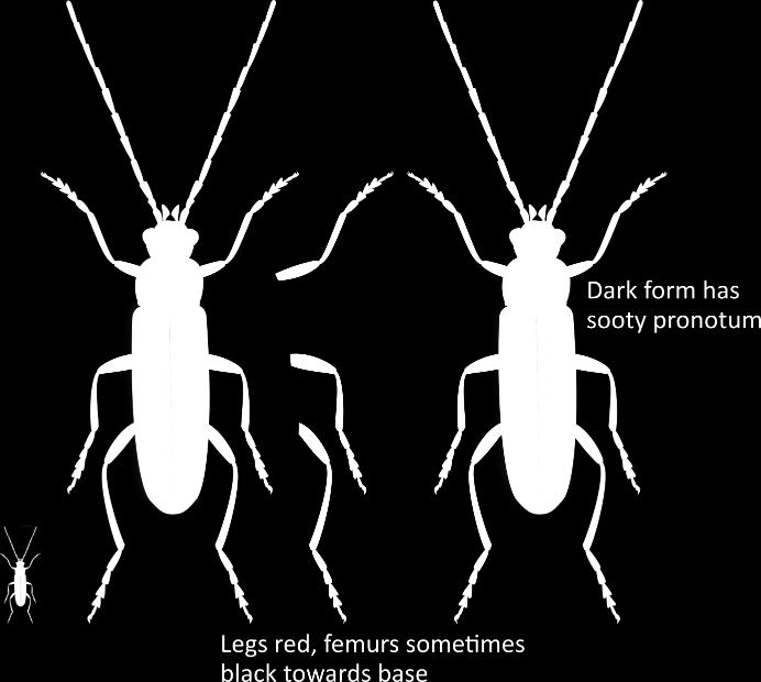 From pellucida, nigricans, and livida by smaller size, and no black band at tip of hind femur. From other larger black Cantharis by red tibiae and small size. From paludosa by red tibiae.