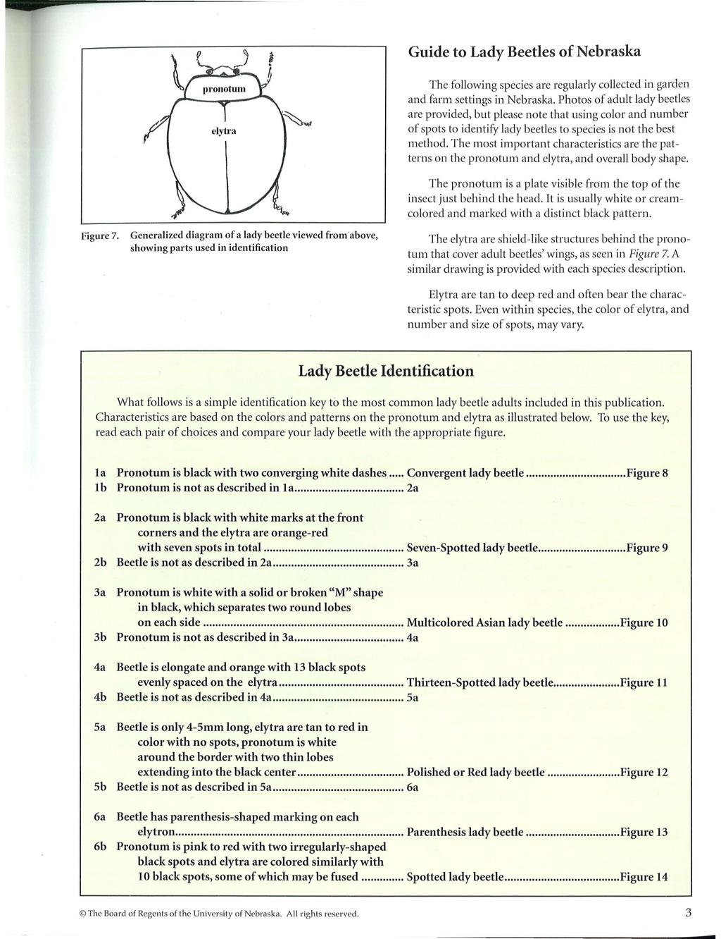 Guide to Lady Beetles of Nebraska Figure 7.