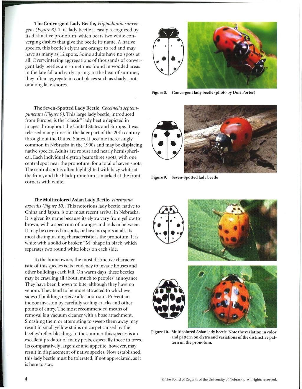 The Convergent Lady Beetle, Hippodamia convergens (Figure 8). This lady beetle is easily recognized by its distinctive pronotum, which bears two white converging dashes that give the beetle its name.