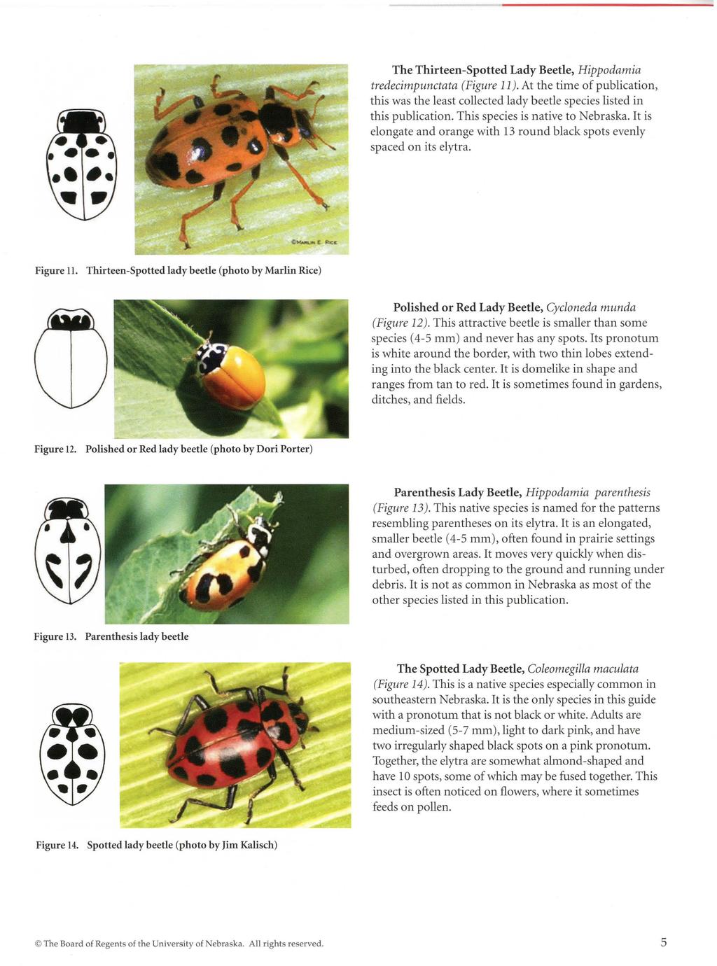 The Thirteen-Spotted Lady Beetle, Hippodamia tredecimpunctata (Figure 11 ). At the time of publication, this was the least collected lady beetle species listed in this publication.