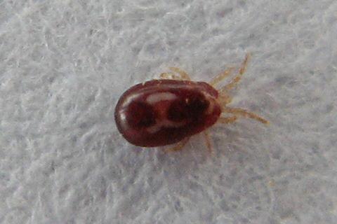 in warm conditions Dermanyssus gallei red poultry mite Not