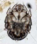 Mange mites Sarcoptes Head neck and shoulders