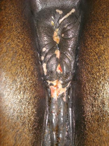 Equine herpes virus (EHV 3) Coital exanthema, sexually transmitted.
