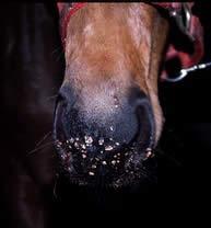 Equine papilloma virus Common, usually