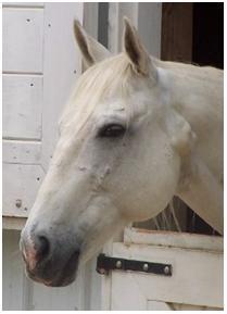 Melanoma in grey horses Very common in