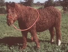 Cushing s disease Older horses classically manifests as a long curly coat along