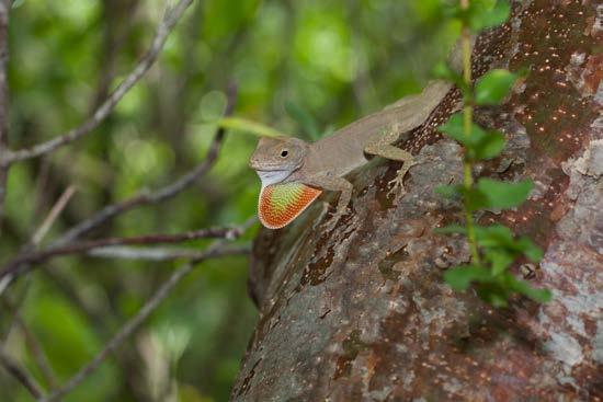 Anolis cristatellus is a common anole species found in Puerto Rico. It has a colorful flap of skin under its throat that it uses to communicate.
