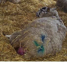 The present situation in the United Kingdom Ewe deaths around lambing time in lowground flocks in the UK are quoted as 5 to 7 per cent with an estimated 70 per cent caused by dystocia (lambing