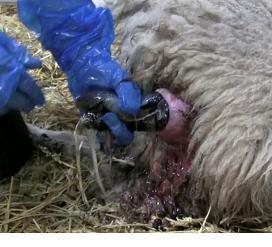 Normal parturition in the ewe Gestation length (pregnancy) lasts 143 to 147 days.