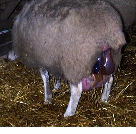 Fig 8: Appearance of the water bag at the end of first stage labour. Fig 10: Successful delivery of two live lambs signals the end of second stage labour.