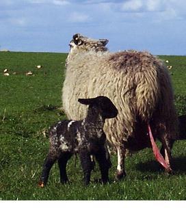 The delayed rupture of the amnion, referred to colloquially as the lamb being "sheeted" or "born with the skin over its nose", may result in death of the lamb due to asphyxiation.