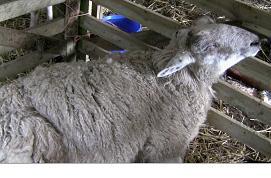 Fig 12: Ewe showing signs of pain with continual forceful straining and vocalization after attempted delivery of a large single lamb.