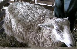 76 - A large proportion of ewe mortalities occur during the period around lambing, so particular skill and expertise are required at this time.