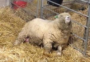 The most common problems we see 4-6 weeks prior to lambing are: Twin lamb disease Low calcium and/or Magnesium Abortions Prolapses Twin lamb disease Twin lamb disease occurs during the last few weeks